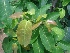  ( - MP2387)  @11 [ ] Copyright (2014) PHCDB Paul Hebert Centre For DNA Barcoding And Biodiversity Studies