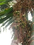  (Areca triandra - MP2439)  @11 [ ] Copyright (2014) PHCDB Paul Hebert Centre For DNA Barcoding And Biodiversity Studies