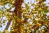  ( - TMPA62)  @11 [ ] Copyright (2019) G D Khedkar Paul Hebert Centre For DNA Barcoding and Biodiversity Studies