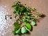  (Phyllanthus acidus - TMPA62)  @11 [ ] Copyright (2019) G D Khedkar Paul Hebert Centre For DNA Barcoding and Biodiversity Studies