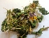  (Solanum virginianum - MP2814)  @11 [ ] Copyright (2014) PHCDBS Paul Hebert Centre For DNA Barcoding And Biodiversity Studies