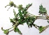  ( - MP2849)  @11 [ ] Copyright (2014) PHCDBS Paul Hebert Centre For DNA Barcoding And Biodiversity Studies