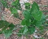  ( - MP2901)  @11 [ ] Copyright (2014) PHCDBS Paul Hebert Centre For DNA Barcoding And Biodiversity Studies