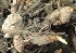  ( - MP2900)  @11 [ ] Copyright (2014) PHCDBS Paul Hebert Centre For DNA Barcoding And Biodiversity Studies