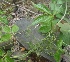  ( - MP2970)  @11 [ ] Copyright (2014) PHCDBS Paul Hebert Centre For DNA Barcoding And Biodiversity Studies