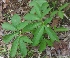  (Typhonium - MP2959)  @11 [ ] Copyright (2014) PHCDBS Paul Hebert Centre For DNA Barcoding And Biodiversity Studies