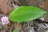  (Curcuma Zedoaria - MP2941)  @11 [ ] Copyright (2014) PHCDBS Paul Hebert Centre For DNA Barcoding And Biodiversity Studies