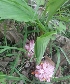  (Curcuma zedoaria - MP2958)  @11 [ ] Copyright (2014) PHCDBS Paul Hebert Centre For DNA Barcoding And Biodiversity Studies