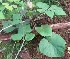  ( - MP2947)  @11 [ ] Copyright (2014) PHCDBS Paul Hebert Centre For DNA Barcoding And Biodiversity Studies