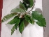  ( - MP2914)  @11 [ ] Copyright (2014) PHCDBS Paul Hebert Centre For DNA Barcoding And Biodiversity Studies