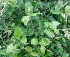  ( - MP3041)  @11 [ ] Copyright (2014) PHCDBS Paul Hebert Centre For DNA Barcoding And Biodiversity Studies