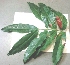  ( - MP3038)  @11 [ ] Copyright (2014) PHCDBS Paul Hebert Centre For DNA Barcoding And Biodiversity Studies