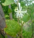  ( - MP3227)  @11 [ ] Copyright (2014) PHCDBS Paul Hebert Centre For DNA Barcoding And Biodiversity Studies
