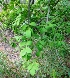 ( - MP2848)  @11 [ ] Copyright (2014) PHCDBS Paul Hebert Centre For DNA Barcoding And Biodiversity Studies