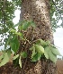  ( - MP3215)  @11 [ ] Copyright (2014) PHCDBS Paul Hebert Centre For DNA Barcoding And Biodiversity Studies