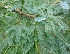  ( - MP3233)  @11 [ ] Copyright (2014) PHCDBS Paul Hebert Centre For DNA Barcoding And Biodiversity Studies