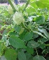  ( - MP3307)  @11 [ ] Copyright (2014) PHCDBS Paul Hebert Centre For DNA Barcoding And Biodiversity Studies