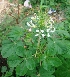  (Cleome spinosa - MP3393)  @11 [ ] Copyright (2014) PHCDBS Paul Hebert Centre For DNA Barcoding And Biodiversity Studies