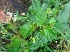  ( - MP3392)  @11 [ ] Copyright (2014) PHCDBS Paul Hebert Centre For DNA Barcoding And Biodiversity Studies