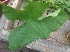  ( - MP3316)  @11 [ ] Copyright (2014) PHCDBS Paul Hebert Centre For DNA Barcoding And Biodiversity Studies