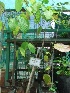  ( - BU258)  @11 [ ] Copyright (2014) PHCDBS Paul Hebert Centre For DNA Barcoding And Biodiversity Studies
