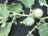  ( - BU164)  @11 [ ] Copyright (2014) PHCDBS Paul Hebert Centre For DNA Barcoding And Biodiversity Studies