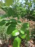  ( - MP197)  @11 [ ] Copyright (2013) PHCDBS Paul Hebert Centre for DNA Barcoding and Biodiversity Studies