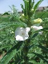  ( - SP11.1)  @11 [ ] Copyright (2014) PHCDBS Paul Hebert Centre for DNA Barcoding and Biodiversity Studies