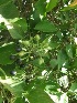  ( - MP203.1)  @11 [ ] Copyright (2014) PHCDBS Paul Hebert Centre fo DNA Barcoding And Biodiversity Studise