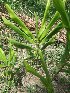  ( - MP213)  @11 [ ] Copyright (2013) PHCDBS Paul Hebert Centre for DNA Barcoding and Biodiversity Studies