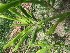  ( - MP213)  @11 [ ] Copyright (2014) PHCDBS Paul Hebert Centre fo DNA Barcoding And Biodiversity Studise