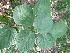  ( - MP221.1)  @11 [ ] Copyright (2013) PHCDBS Paul Hebert Centre for DNA Barcoding and Biodiversity Studies