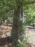  ( - MP226)  @11 [ ] Copyright (2014) PHCDBS Paul Hebert Centre fo DNA Barcoding And Biodiversity Studise