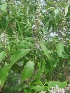  ( - MP26.1)  @11 [ ] Copyright (2014) PHCDBS Paul Hebert Centre fo DNA Barcoding And Biodiversity Studise