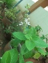  (Ocimum kilimandscharicum - MP219)  @11 [ ] Copyright (2013) PHCDBS Paul Hebert Centre for DNA Barcoding and Biodiversity Studies