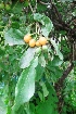  (Cordia sinensis - MP2808)  @11 [ ] Copyright (2014) PHCDBS Paul Hebert Centre For DNA Barcoding And Biodiversity Studies