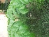  ( - MP263)  @11 [ ] Copyright (2014) PHCDBS Paul Hebert Centre fo DNA Barcoding And Biodiversity Studise