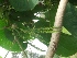 ( - MP286)  @11 [ ] Copyright (2014) PHCDBS Paul Hebert Centre for DNA Barcoding and Biodiversity Studies