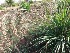  ( - BU229)  @11 [ ] Copyright (2014) PHCDBS Paul Hebert Centre For DNA Barcoding And Biodiversity Studies