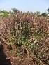  (Ocimum tenuiflorum L - MP130.1)  @11 [ ] Copyright (2014) PHCDBS Paul Hebert Centre fo DNA Barcoding And Biodiversity Studise