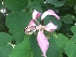  ( - MP223)  @11 [ ] Copyright (2014) PHCDBS Paul Hebert Centre fo DNA Barcoding And Biodiversity Studise