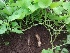  ( - MP534)  @11 [ ] Copyright (2013) PHCDBS Paul Hebert Centre for DNA Barcoding and Biodiversity Studies
