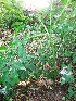  (Amorphophallus konjac - MP325.1)  @11 [ ] Copyright (2014) G D Khedkar Paul Hebert Centre For DNA Barcoding And Biodiversity Studies