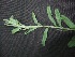  (Convolvulus prostratus - MP415)  @11 [ ] Copyright (2013) PHCDBS Paul Hebert Centre for DNA Barcoding and Biodiversity Studies