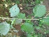  ( - MP430)  @11 [ ] Copyright (2014) PHCDBS Paul Hebert Centre For DNA Barcoding and Biodiversity Studies
