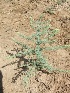  ( - MP436)  @11 [ ] Copyright (2014) PHCDBS Paul Hebert Centre For DNA Barcoding and Biodiversity Studies