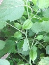  ( - MP446)  @11 [ ] Copyright (2014) PHCDBS Paul Hebert Centre For DNA Barcoding and Biodiversity Studies