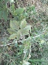  (Ipomoea pes-tigridis - MP771)  @11 [ ] Copyright (2013) PHCDBS Paul Hebert Centre for DNA Barcoding and Biodiversity Studies