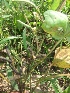  ( - MP773)  @11 [ ] Copyright (2013) PHCDBS Paul Hebert Centre for DNA Barcoding and Biodiversity Studies