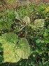  ( - MP800)  @11 [ ] Copyright (2013) PHCDBS Paul Hebert Centre for DNA Barcoding and Biodiversity Studies